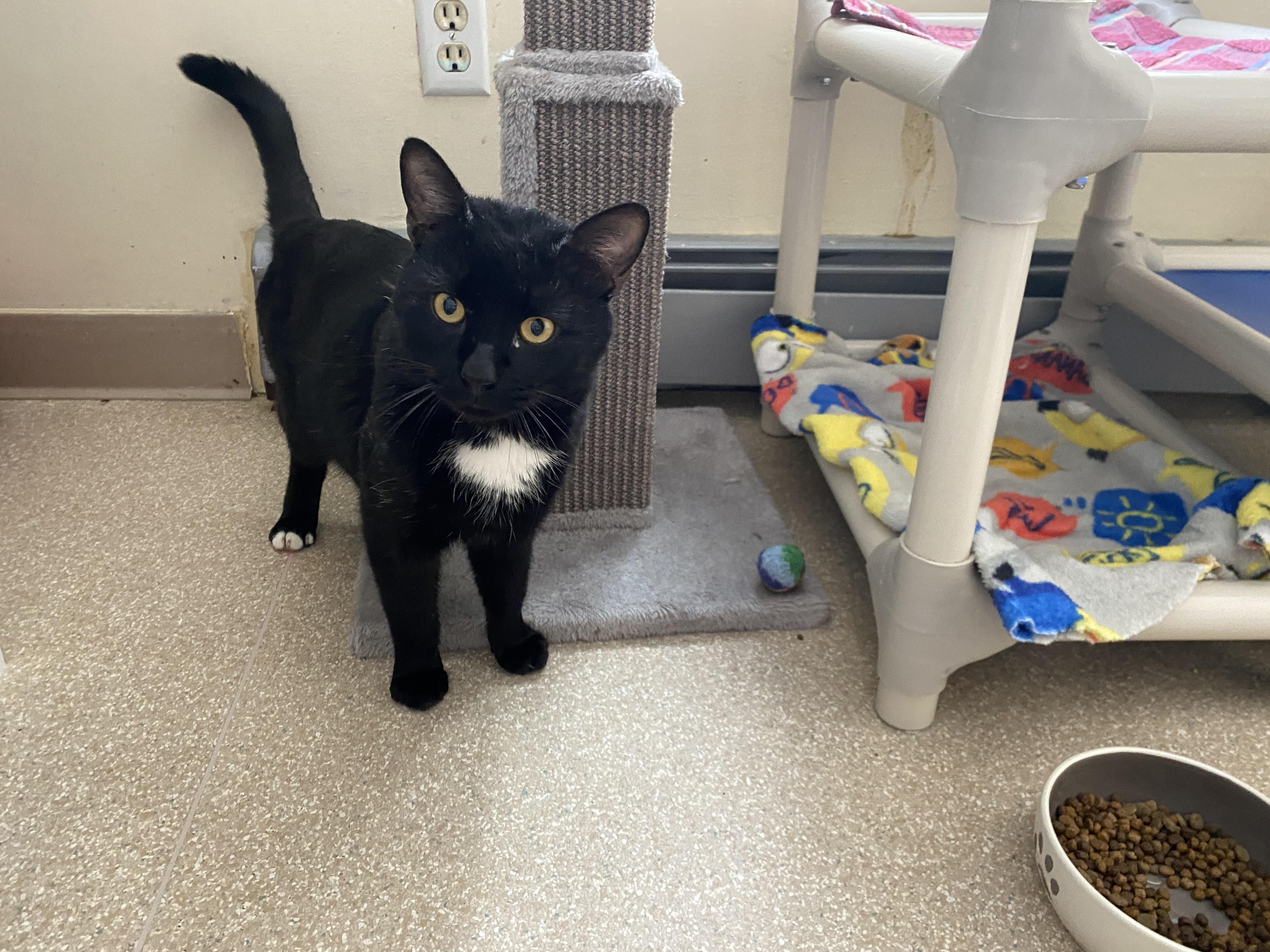 Enlarge Zephyr, an adoption pending Domestic Short Hair in Salisbury, MA image 3/6