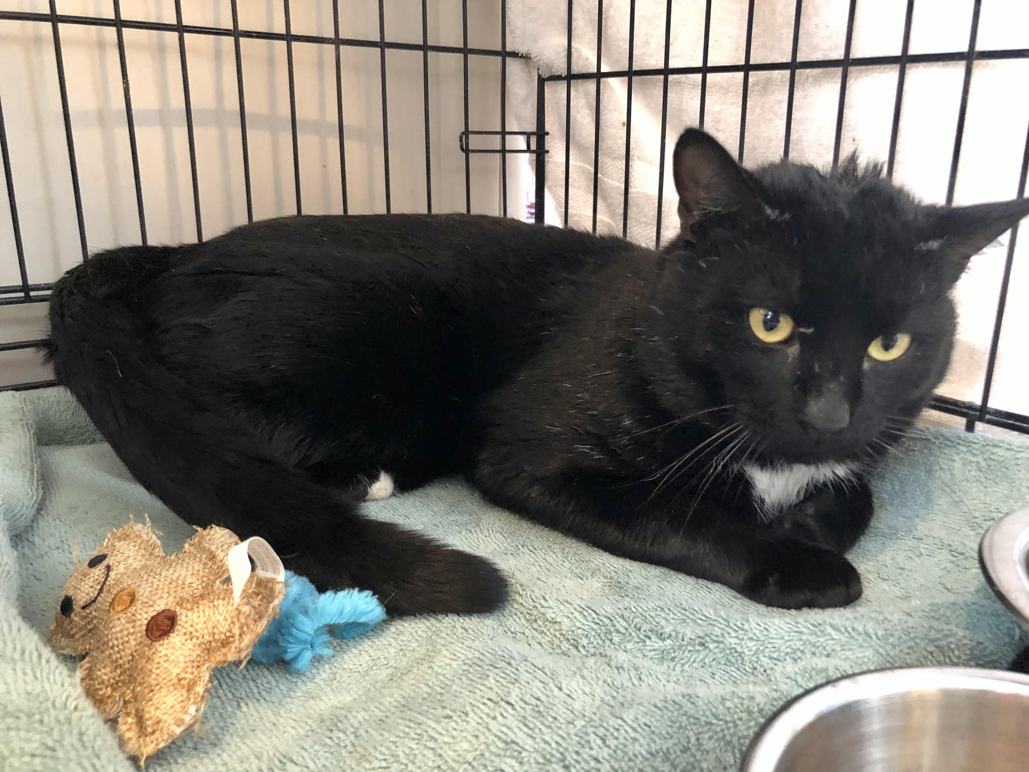 Enlarge Zephyr, an adoption pending Domestic Short Hair in Salisbury, MA image 4/6