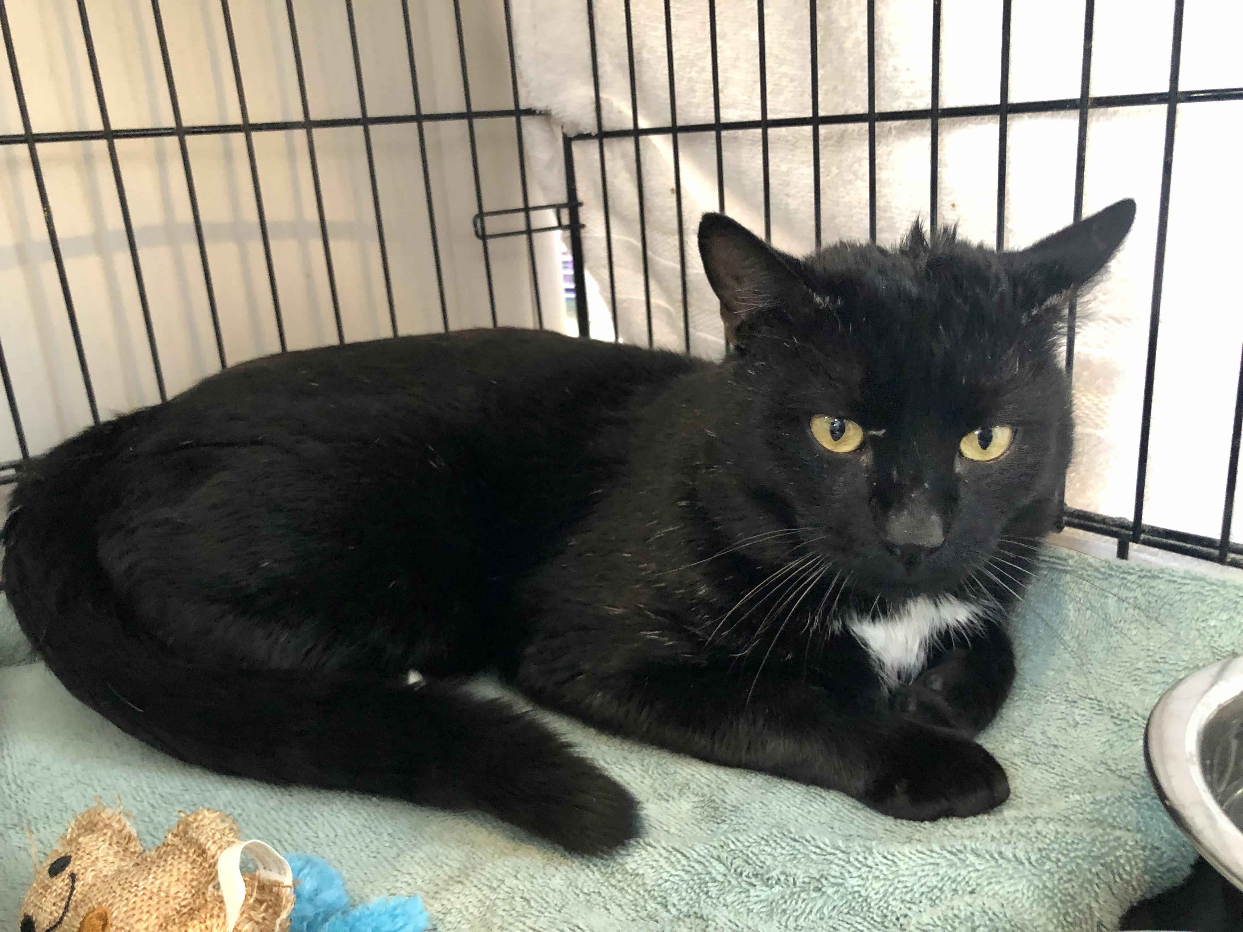 Enlarge Zephyr, an adoption pending Domestic Short Hair in Salisbury, MA image 5/6