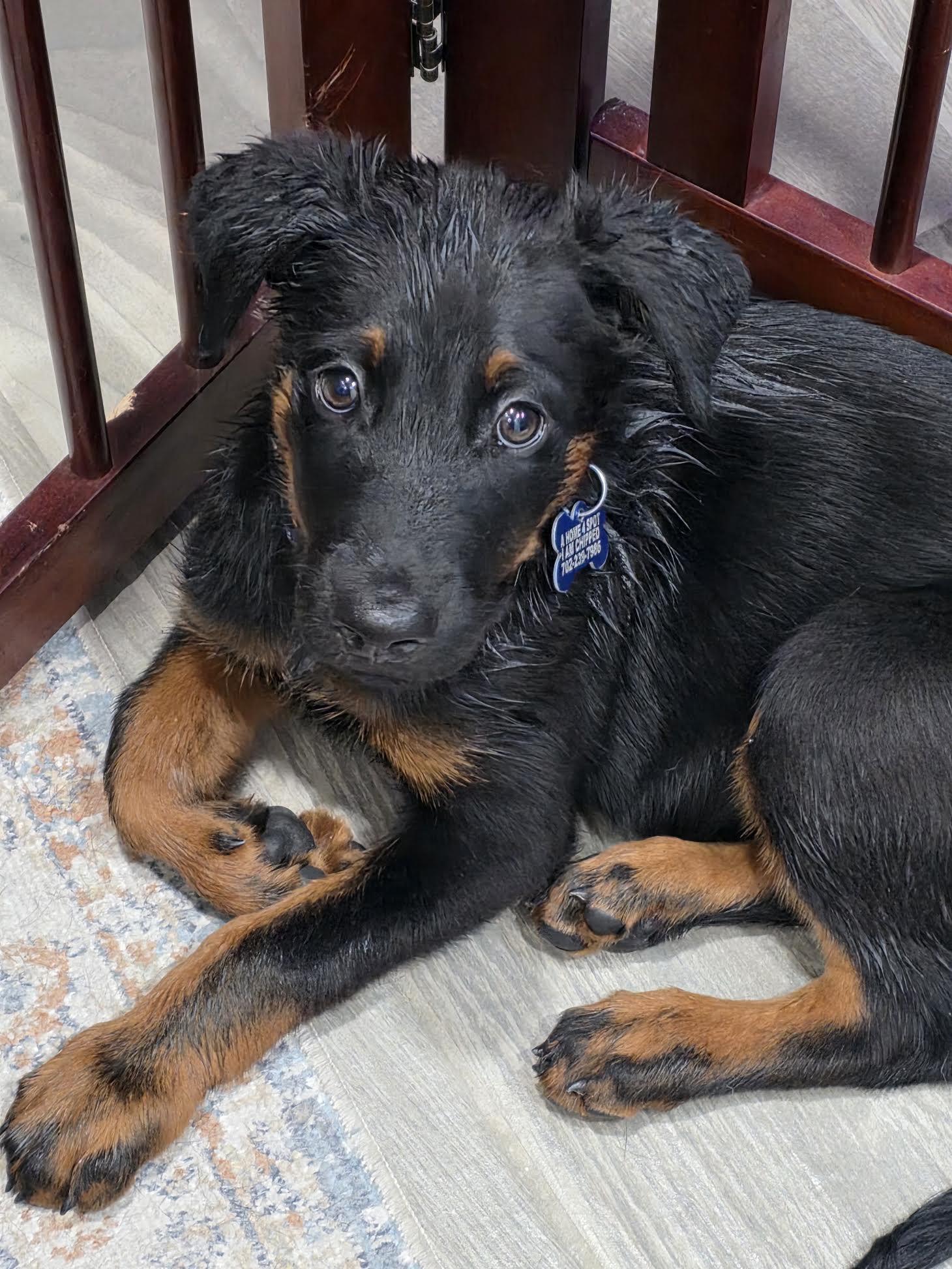 Detroit, a ADOPTABLE mixed breed in Las Vegas, NV image 1/4