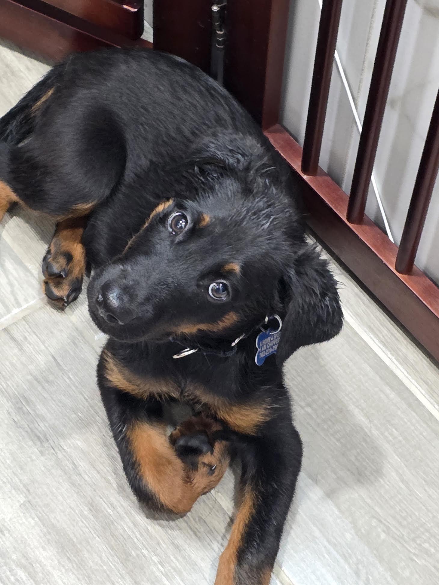 Detroit, a ADOPTABLE mixed breed in Las Vegas, NV image 4/4