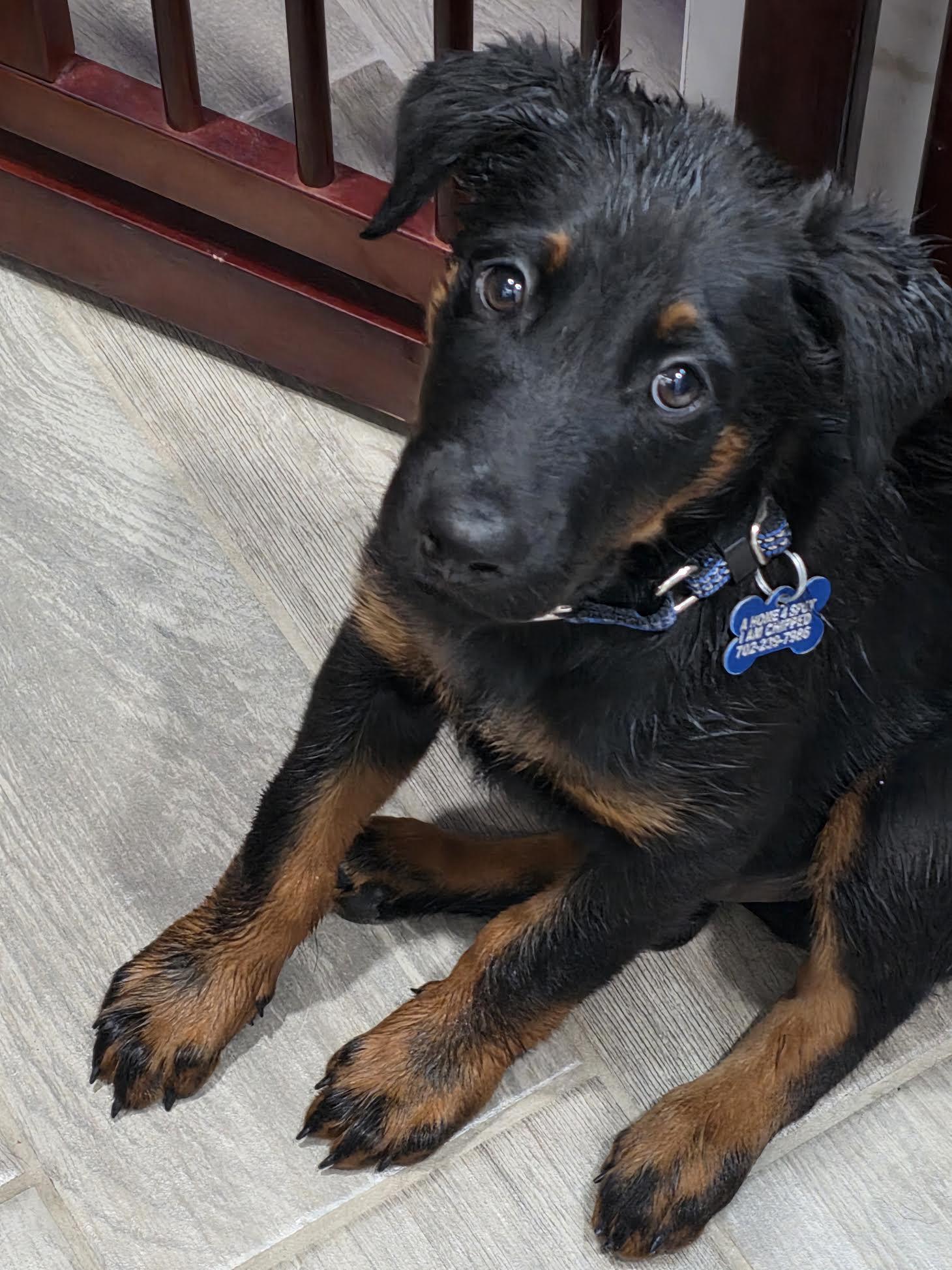 Detroit, a ADOPTABLE mixed breed in Las Vegas, NV image 2/4