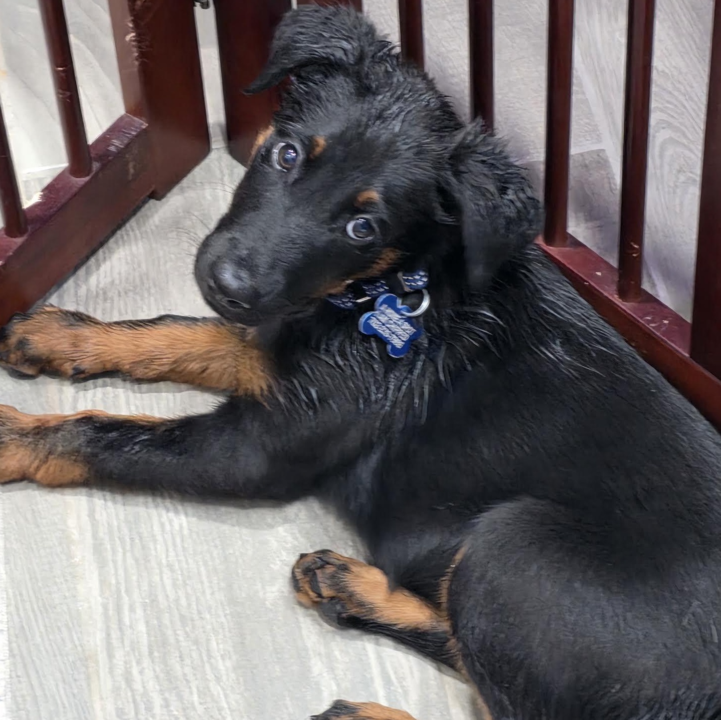 Detroit, a ADOPTABLE mixed breed in Las Vegas, NV image 3/4