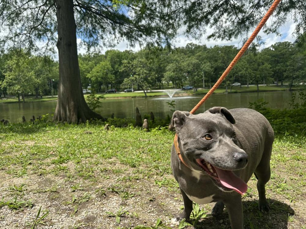 Karma, Adopted, Young Female Staffordshire Bull Terrier.