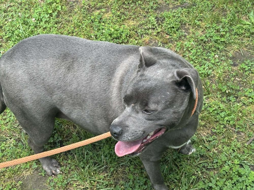 Karma, a Adopted mixed breed in Bolivar, MO image 2/6