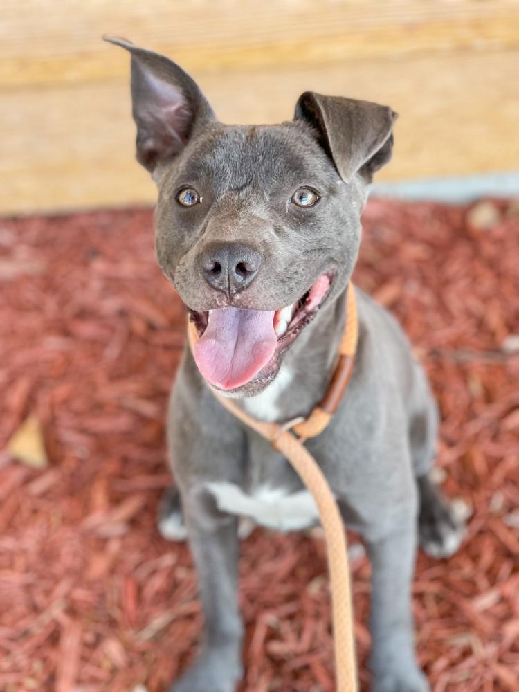 Karma, a Adopted mixed breed in Bolivar, MO image 3/6