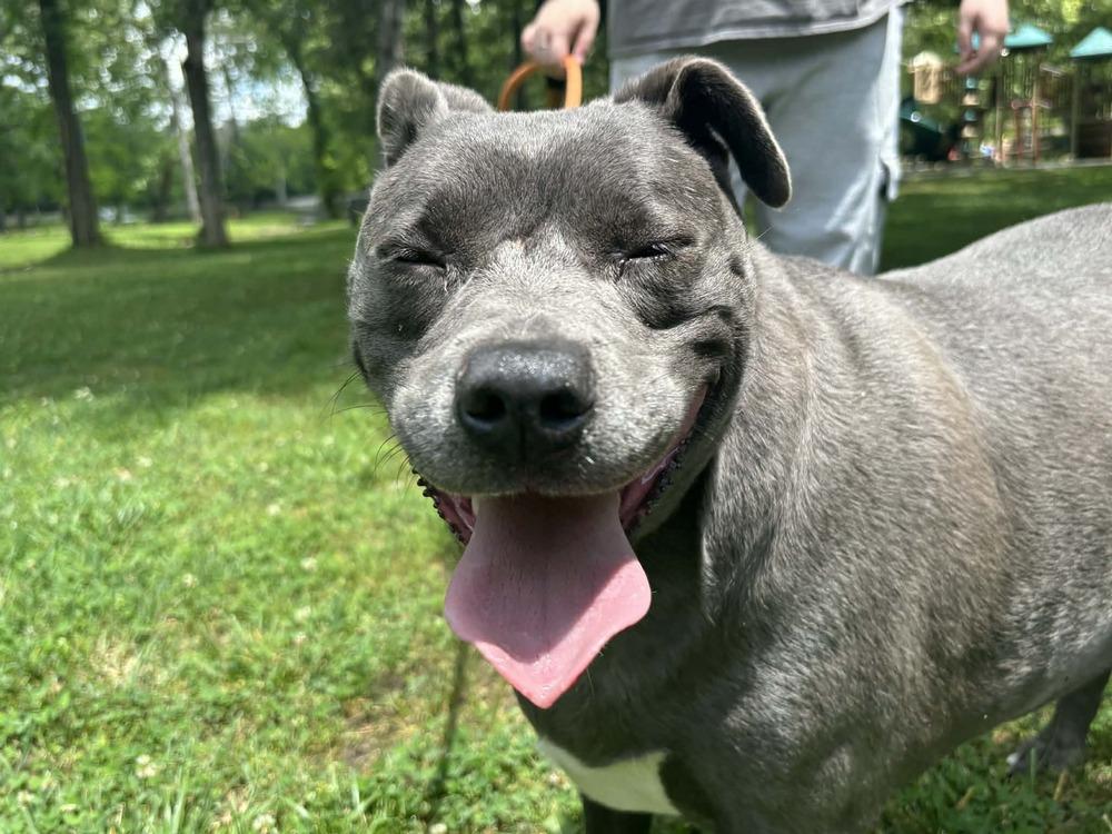 Karma, a Adopted mixed breed in Bolivar, MO image 4/6