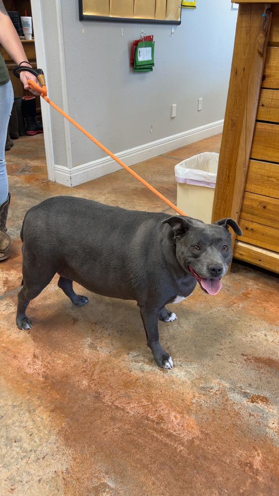Karma, a Adopted mixed breed in Bolivar, MO image 5/6