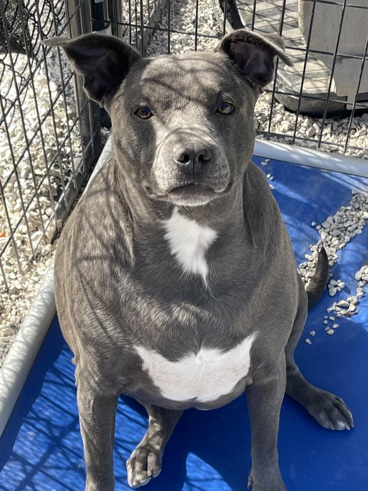 Karma, a Adopted mixed breed in Bolivar, MO image 6/6