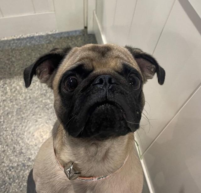 Enlarge Paso *special needs*, a Adoptable Pug in Gardena, CA image 1/6