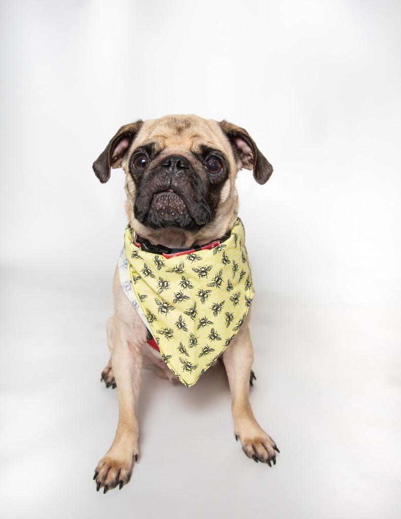 Enlarge Paso *special needs*, a Adoptable Pug in Gardena, CA image 2/6