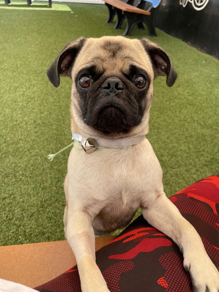 Enlarge Paso *special needs*, a Adoptable Pug in Gardena, CA image 5/6