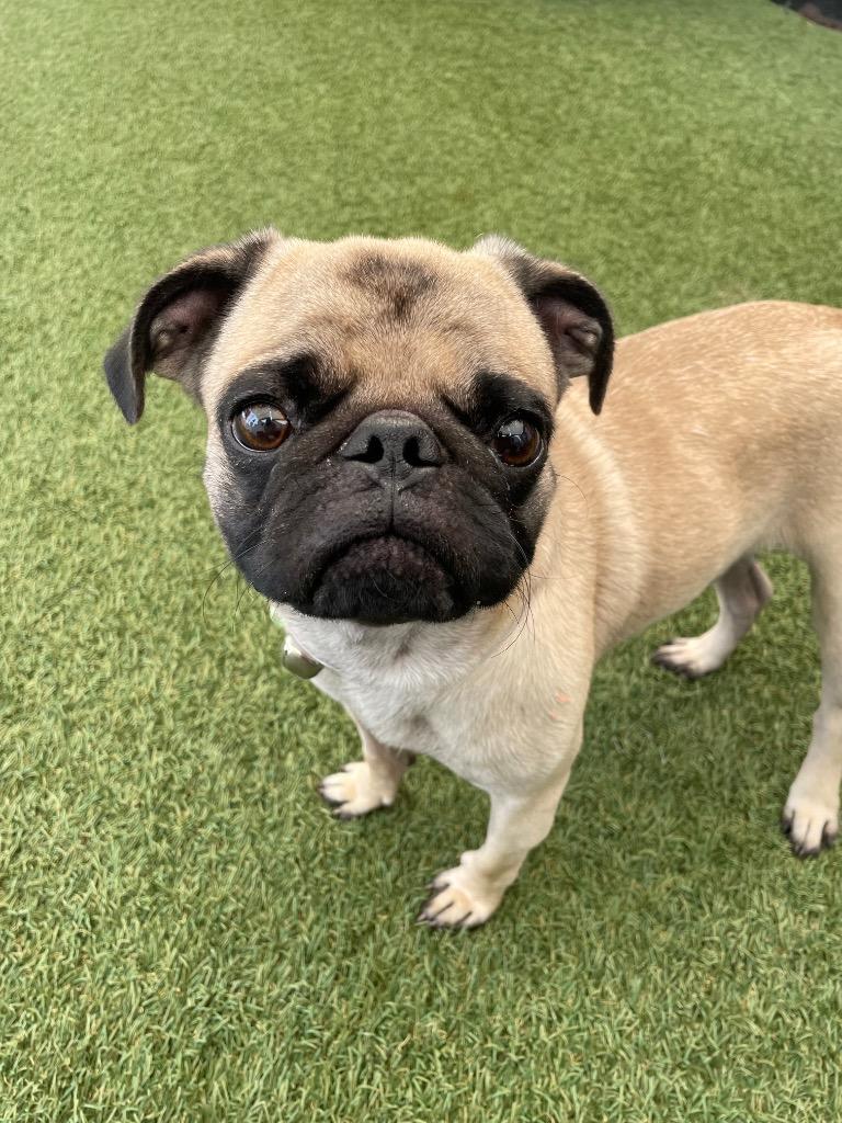 Enlarge Paso *special needs*, a Adoptable Pug in Gardena, CA image 6/6