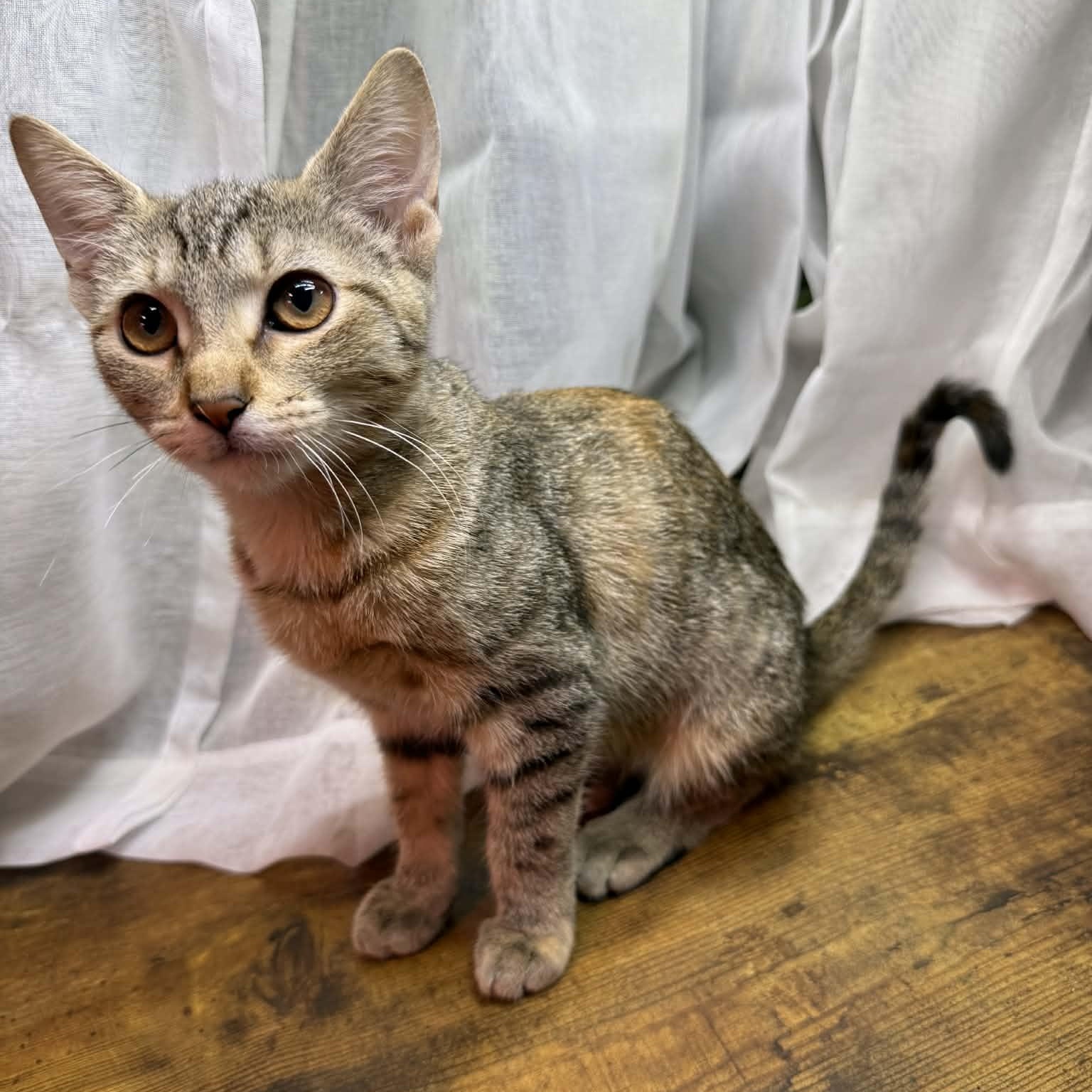 Enlarge Carolina, a ADOPTABLE Domestic Short Hair in Oklahoma City, OK image 2/5