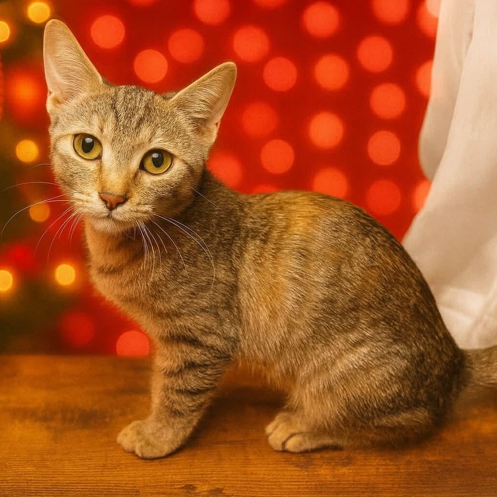 Carolina, ADOPTABLE, Young Female Domestic Short Hair.