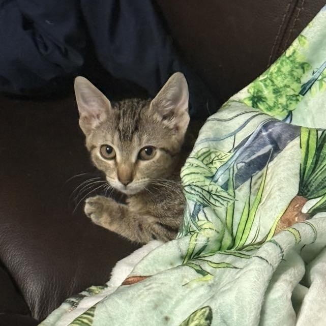 Enlarge Carolina, a ADOPTABLE Domestic Short Hair in Oklahoma City, OK image 4/5