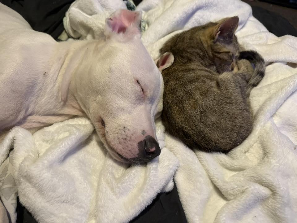 Enlarge Carolina, a ADOPTABLE Domestic Short Hair in Oklahoma City, OK image 3/5