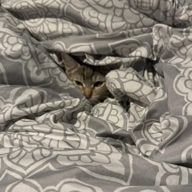 Enlarge Carolina, a ADOPTABLE Domestic Short Hair in Oklahoma City, OK image 5/5