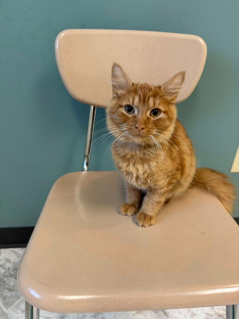 WALLY, Adoptable, Young Male Domestic Long Hair.