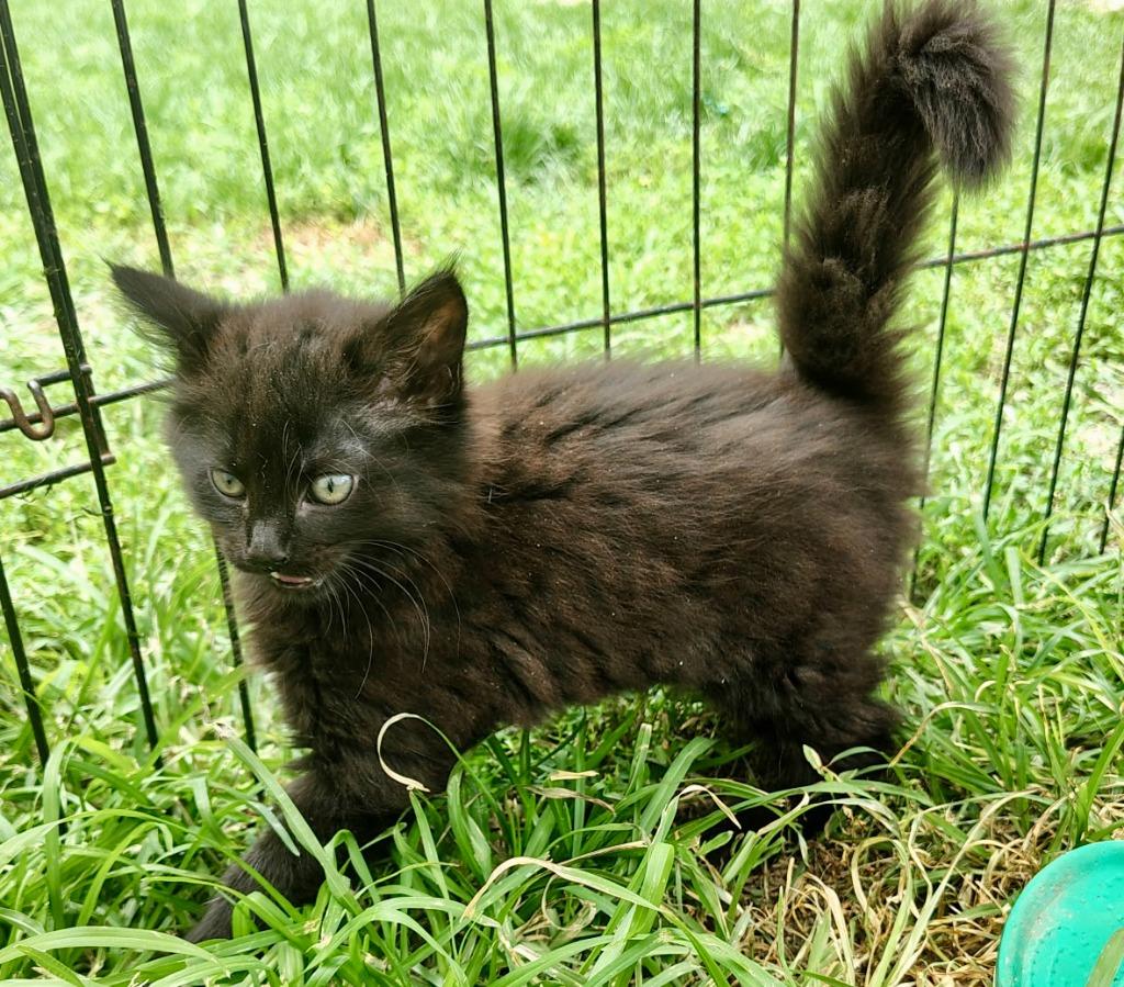 Sushi, Adoptable, Kitten Female Domestic Long Hair.