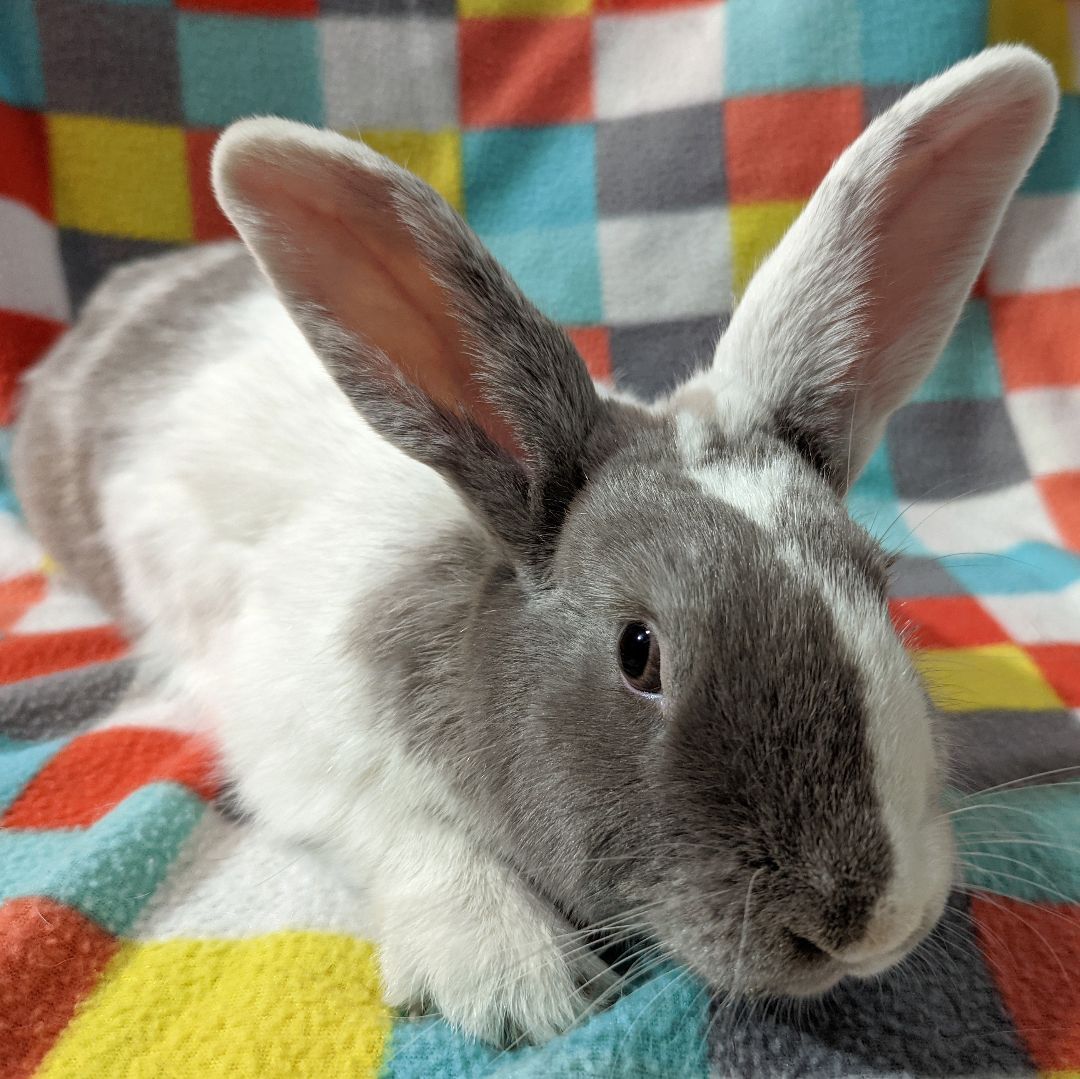 Enlarge Beckett - Bonded to Snowy, an adoptable mixed breed in Erie, PA image 1/6