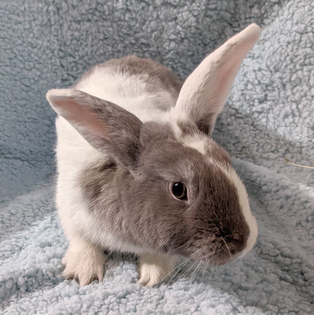 Enlarge Beckett - Bonded to Snowy, an adoptable mixed breed in Erie, PA image 2/6