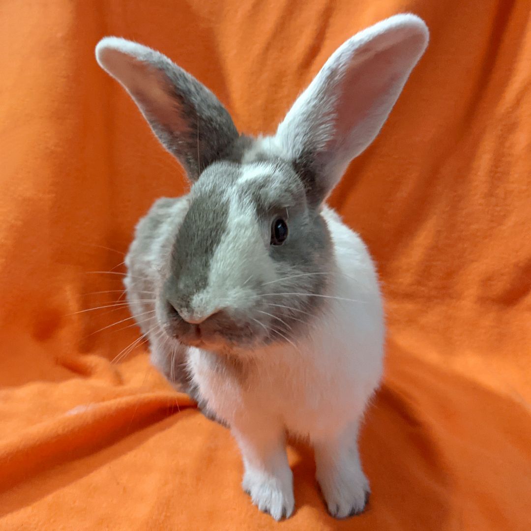 Enlarge Beckett - Bonded to Snowy, an adoptable mixed breed in Erie, PA image 3/6
