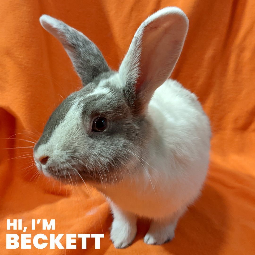 Enlarge Beckett - Bonded to Snowy, an adoptable mixed breed in Erie, PA image 4/6