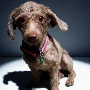 Candy, adopted, Young Female Poodle.
