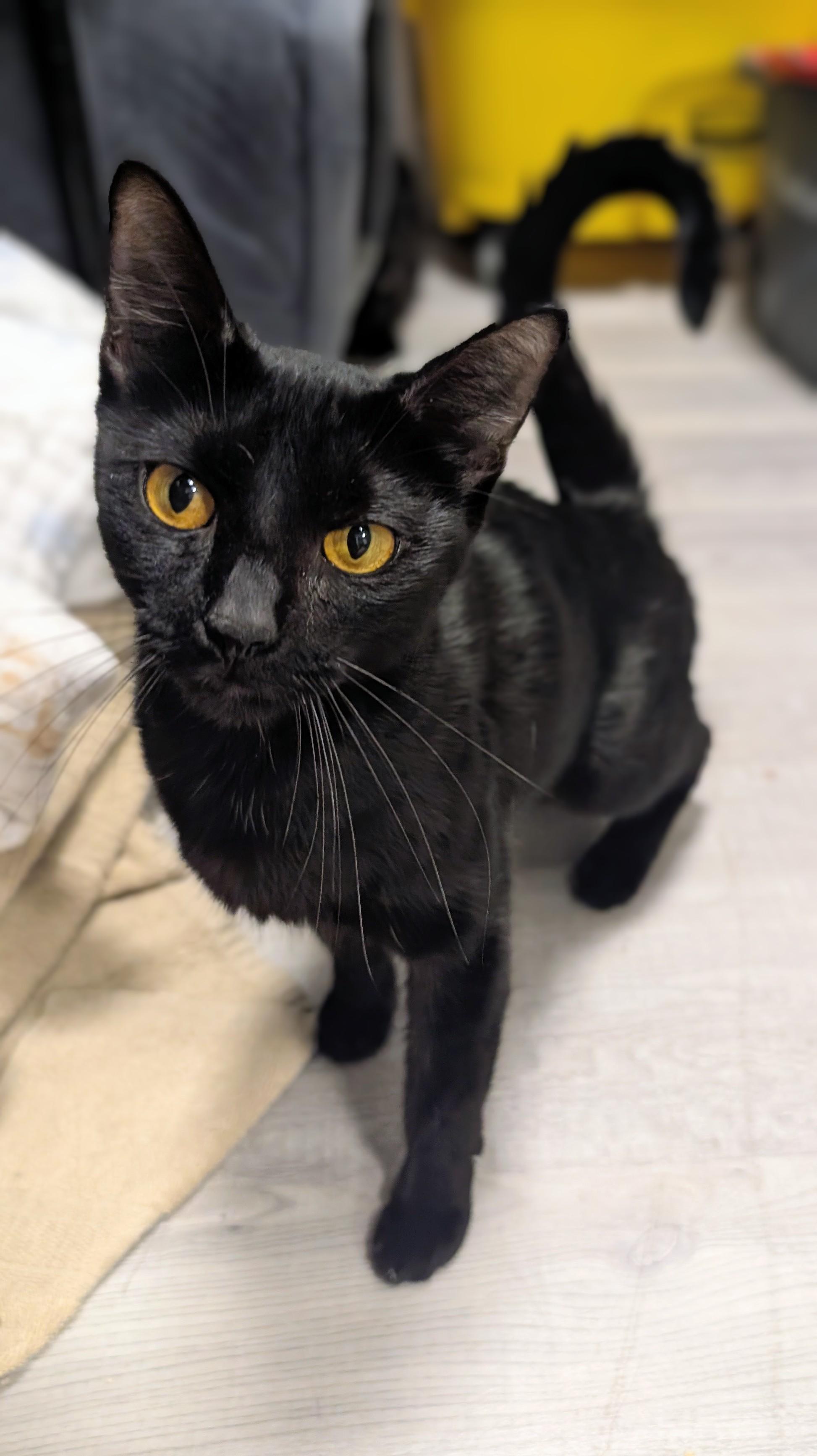 Enlarge Wanda, a ADOPTABLE Domestic Short Hair in New Port Richey, FL image 1/2