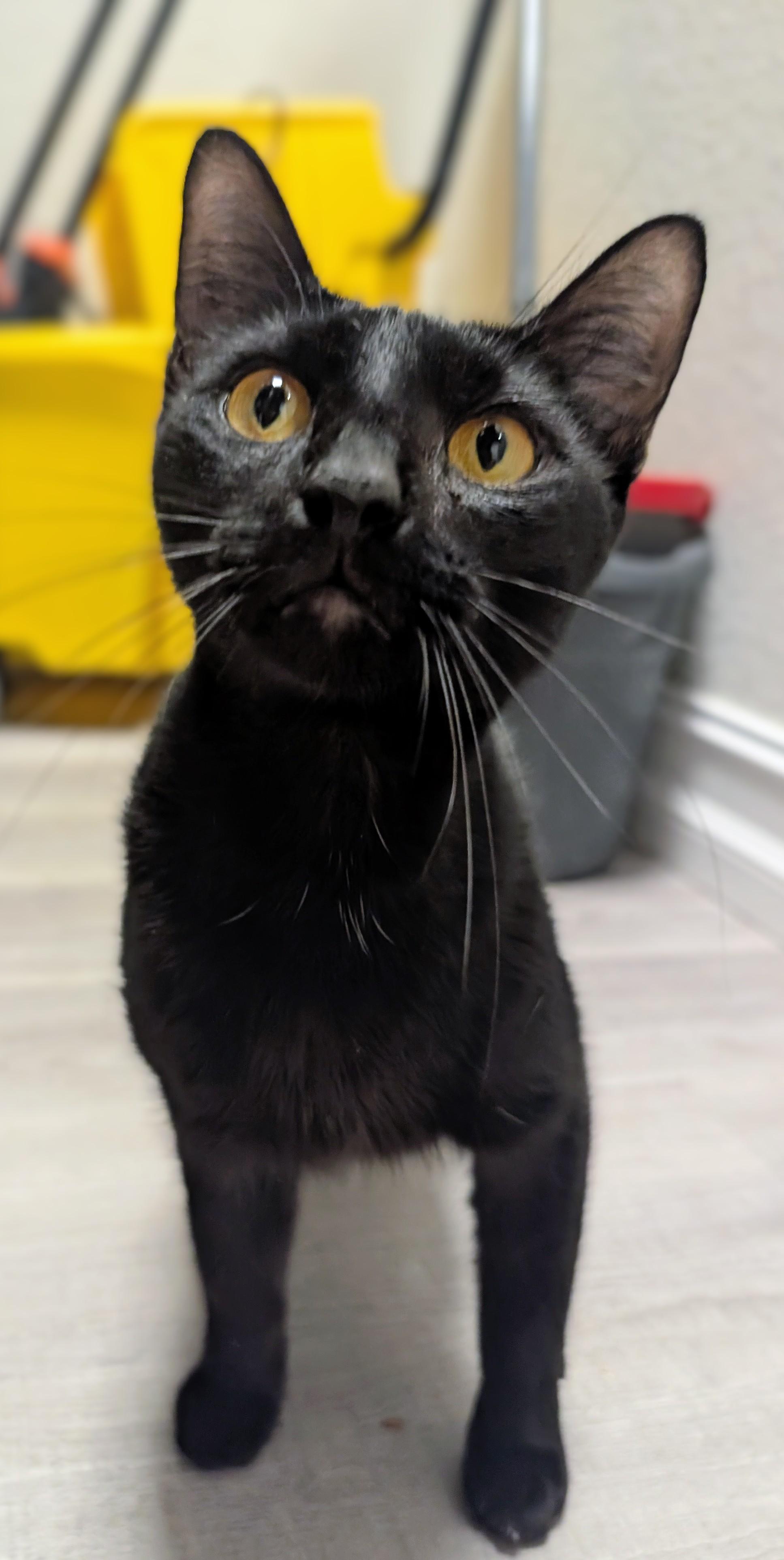 Enlarge Wanda, a ADOPTABLE Domestic Short Hair in New Port Richey, FL image 2/2