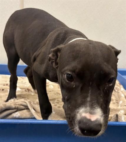 FERN, Adoptable, Puppy Female Pit Bull Terrier & Mixed Breed.