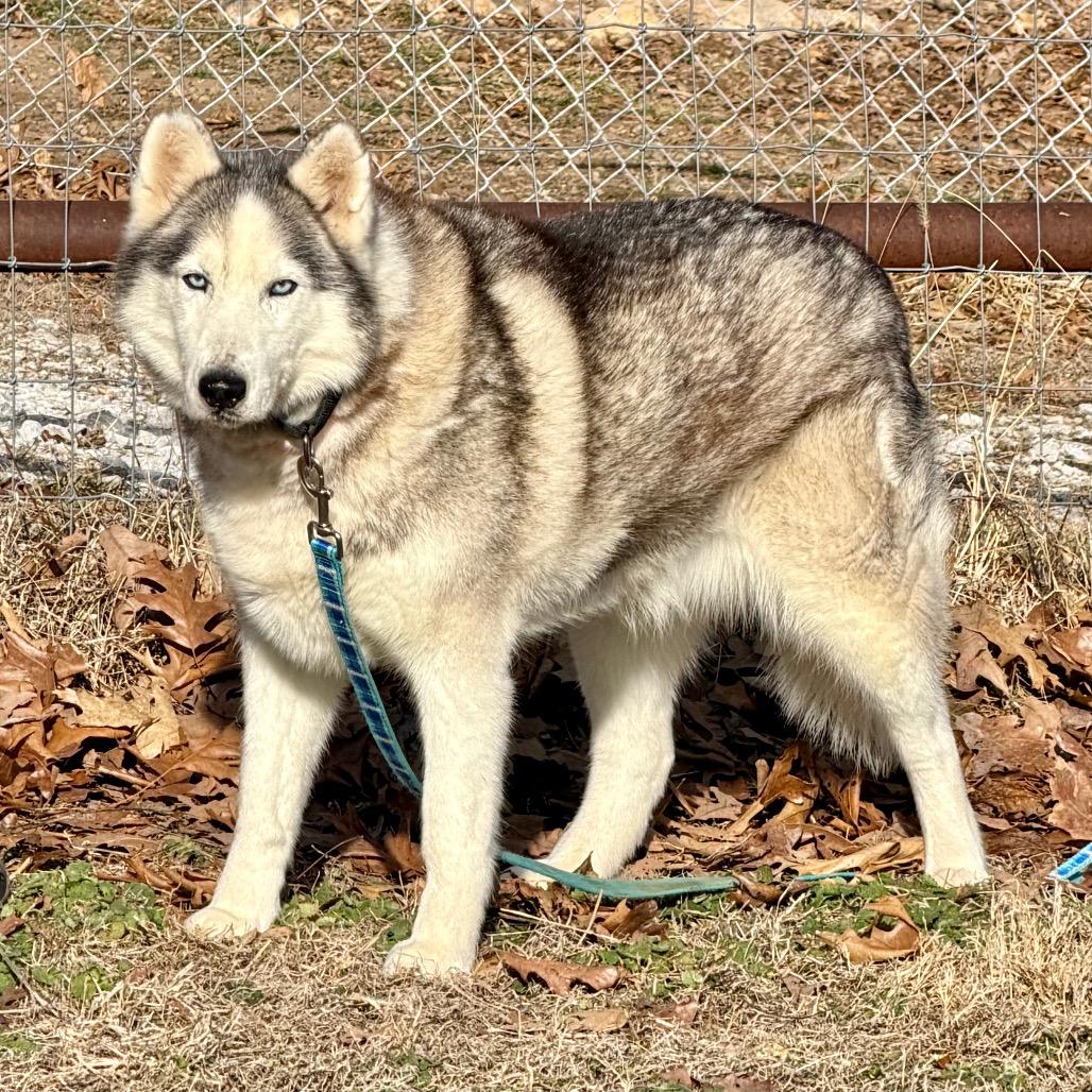 Enlarge Lexie (F26-18), a Adoptable Husky in Peyton, CO image 1/6