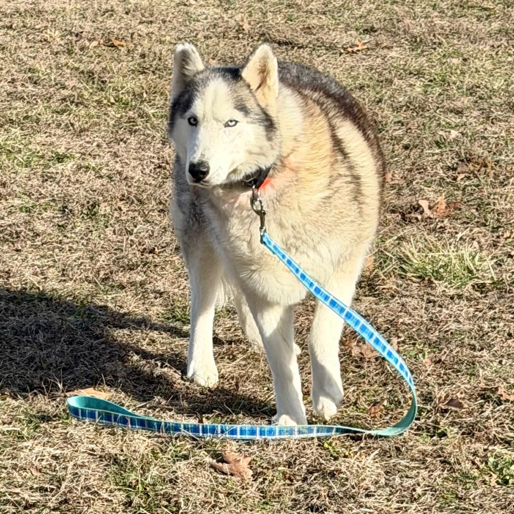 Enlarge Lexie (F26-18), a Adoptable Husky in Peyton, CO image 2/6