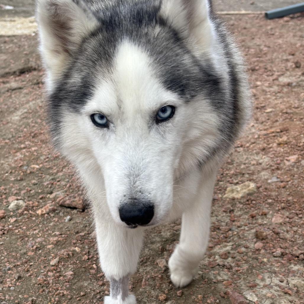 Lexie (F26-18), Adoptable, Senior Female Husky.