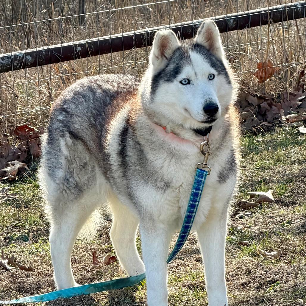 Enlarge Lexie (F26-18), a Adoptable Husky in Peyton, CO image 3/6