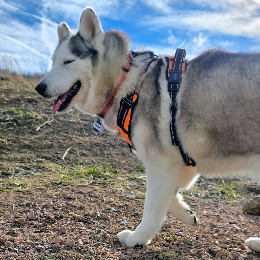 Enlarge Lexie (F26-18), a Adoptable Husky in Peyton, CO image 4/6