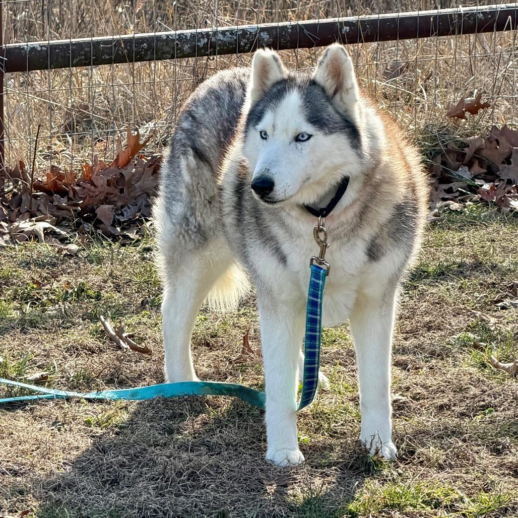 Enlarge Lexie (F26-18), a Adoptable Husky in Peyton, CO image 5/6
