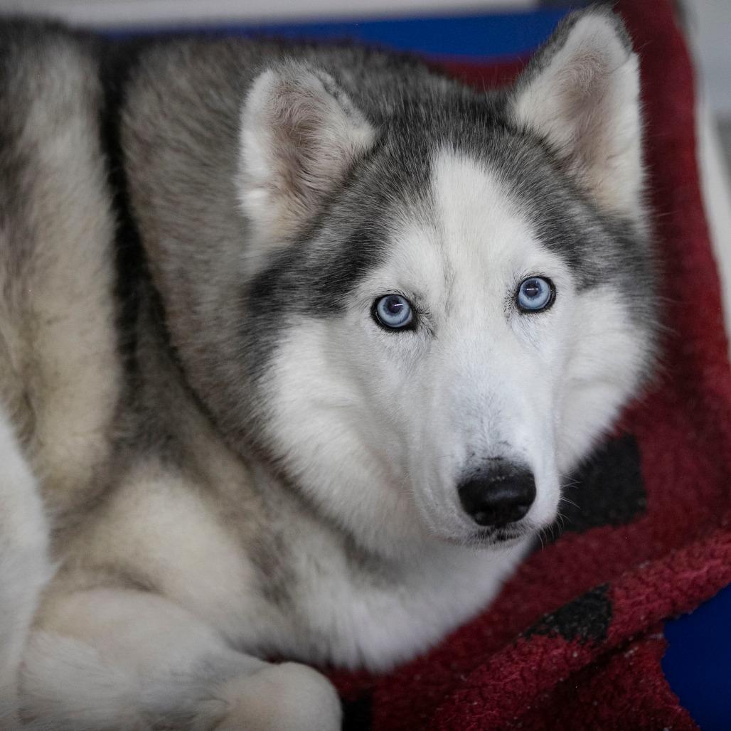 Lexie (F26-18), a Adoptable Husky in Peyton, CO image 5/6