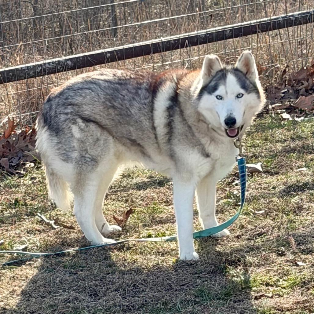 Enlarge Lexie (F26-18), a Adoptable Husky in Peyton, CO image 6/6