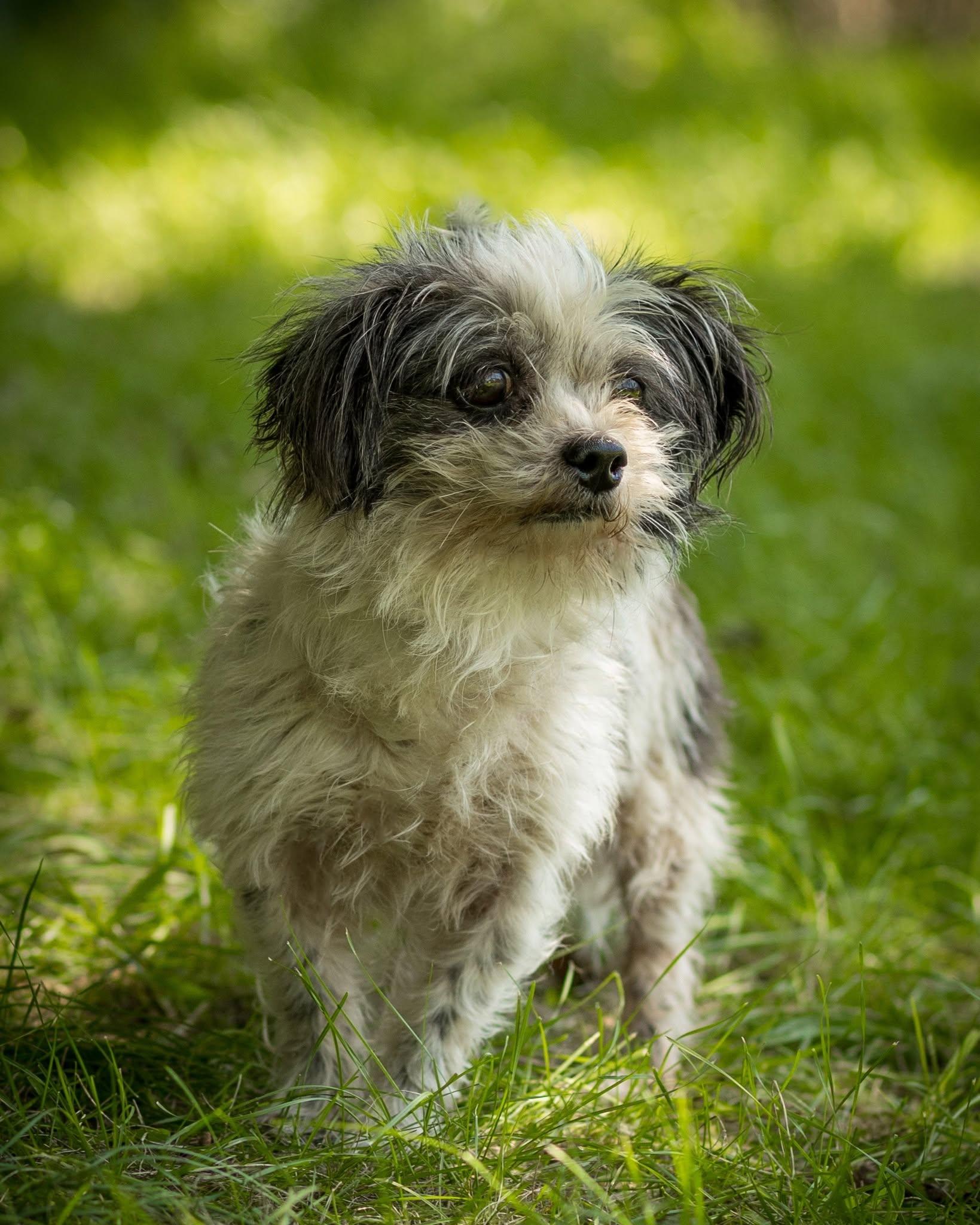 FOGGY (0027), adopted, Adult Male Shih Tzu.