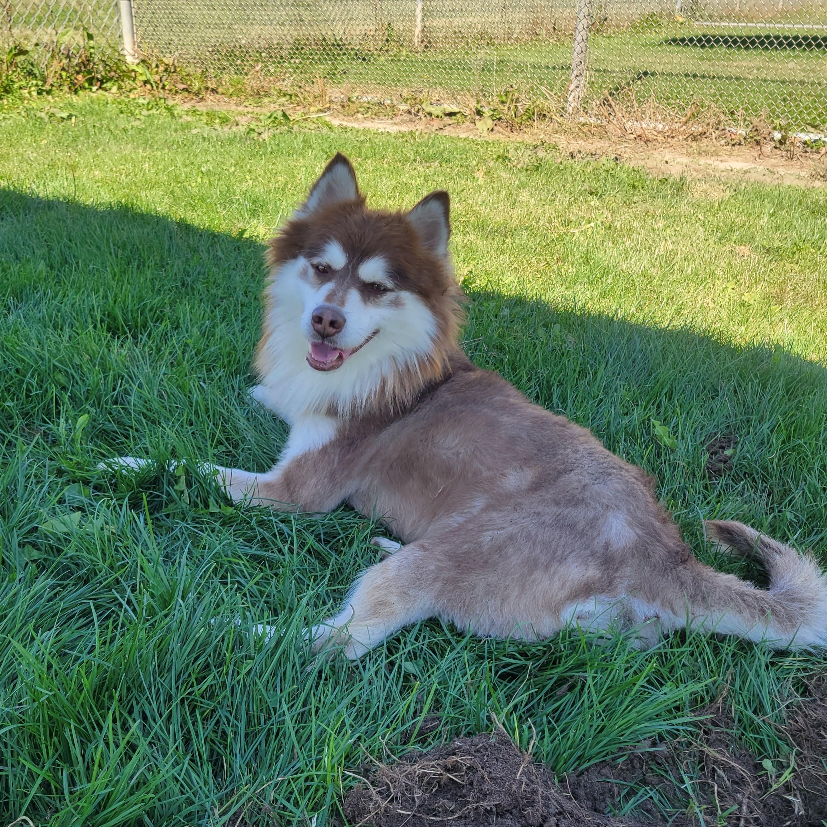 Todd, an adopted mixed breed in Lake Odessa, MI image 2/6