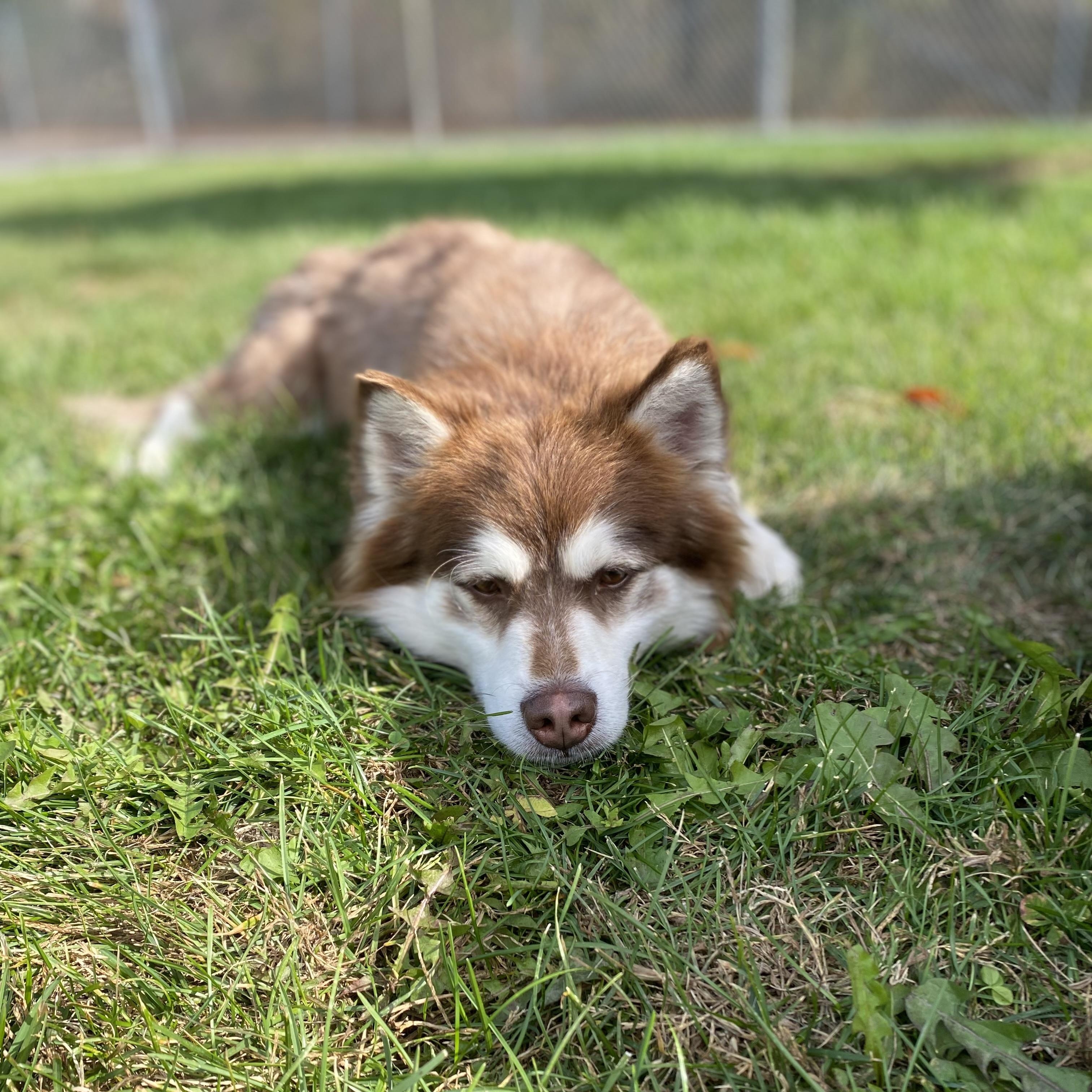 Todd, an adopted mixed breed in Lake Odessa, MI image 5/6