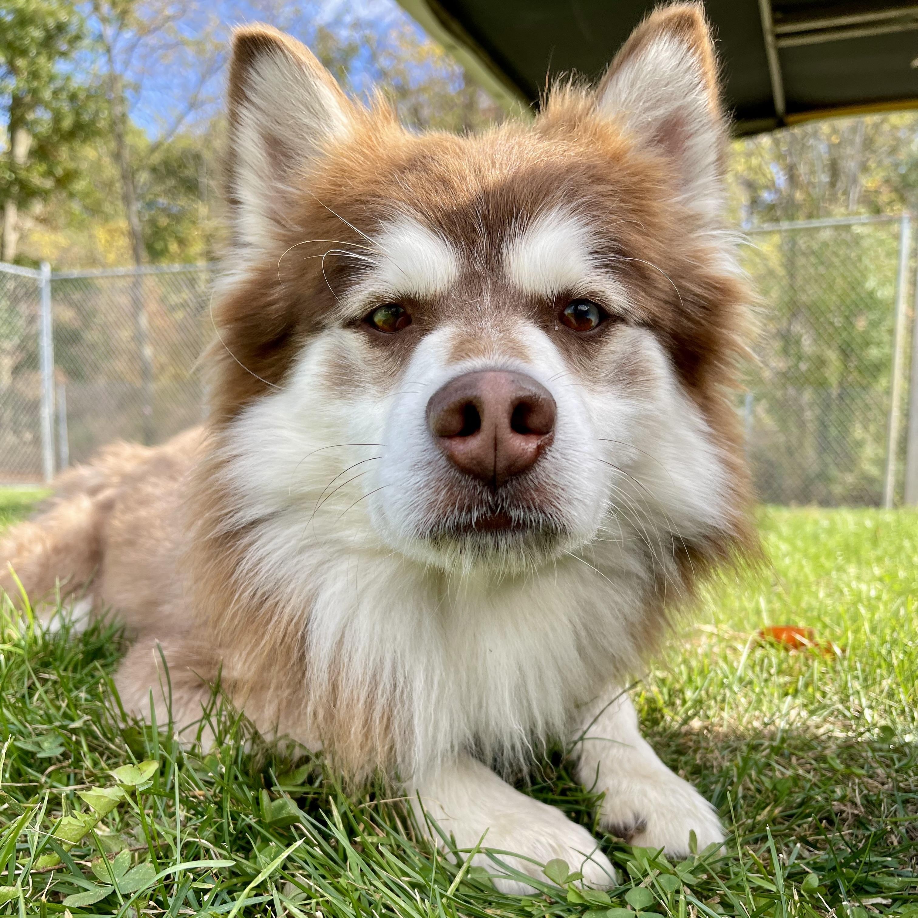 Todd, an adopted mixed breed in Lake Odessa, MI image 3/6