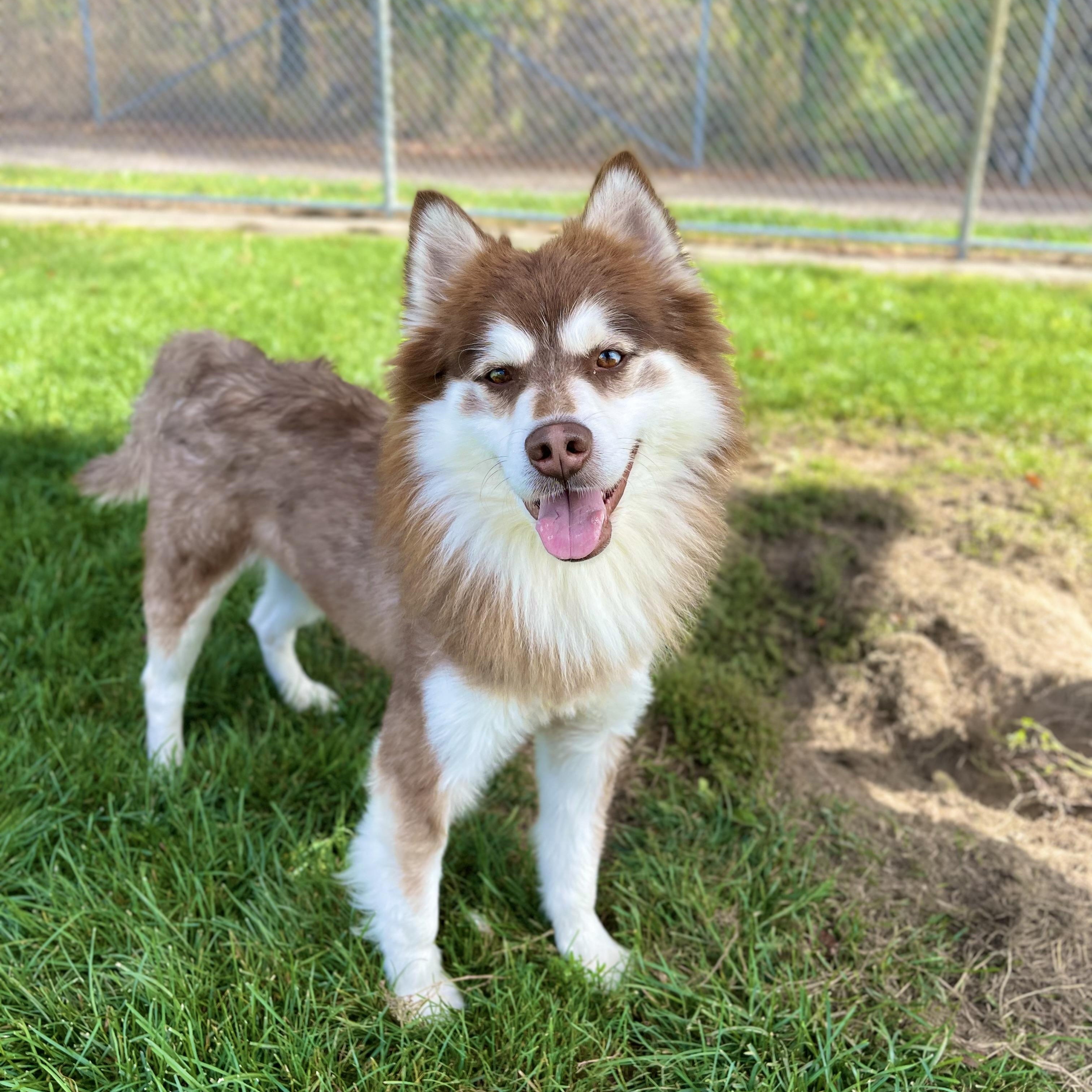 Todd, an adopted mixed breed in Lake Odessa, MI image 1/6