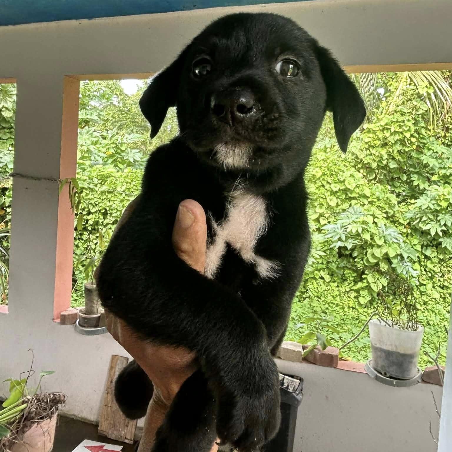 Enlarge Onyx, a Adoptable mixed breed in Kingston, NY image 1/1