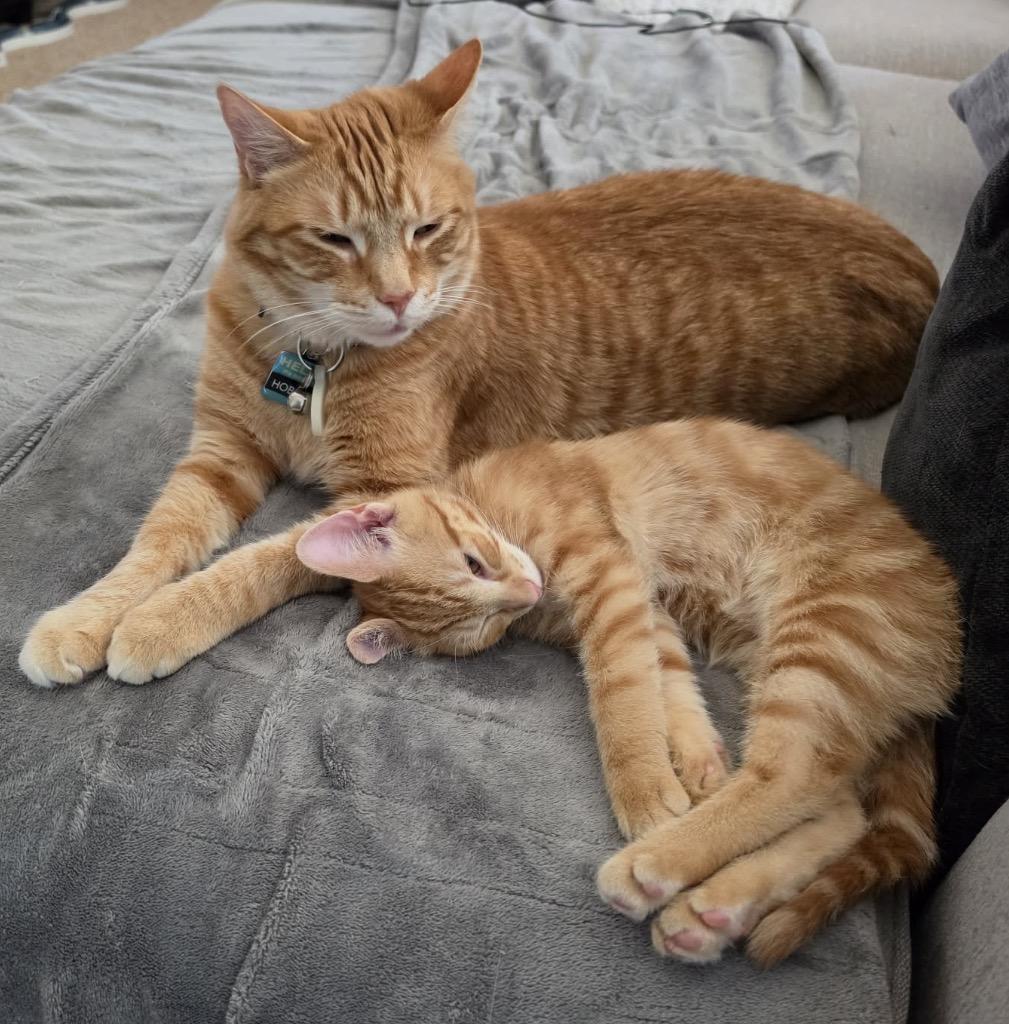 Cable, an adopted Domestic Short Hair in Maineville, OH image 4/6