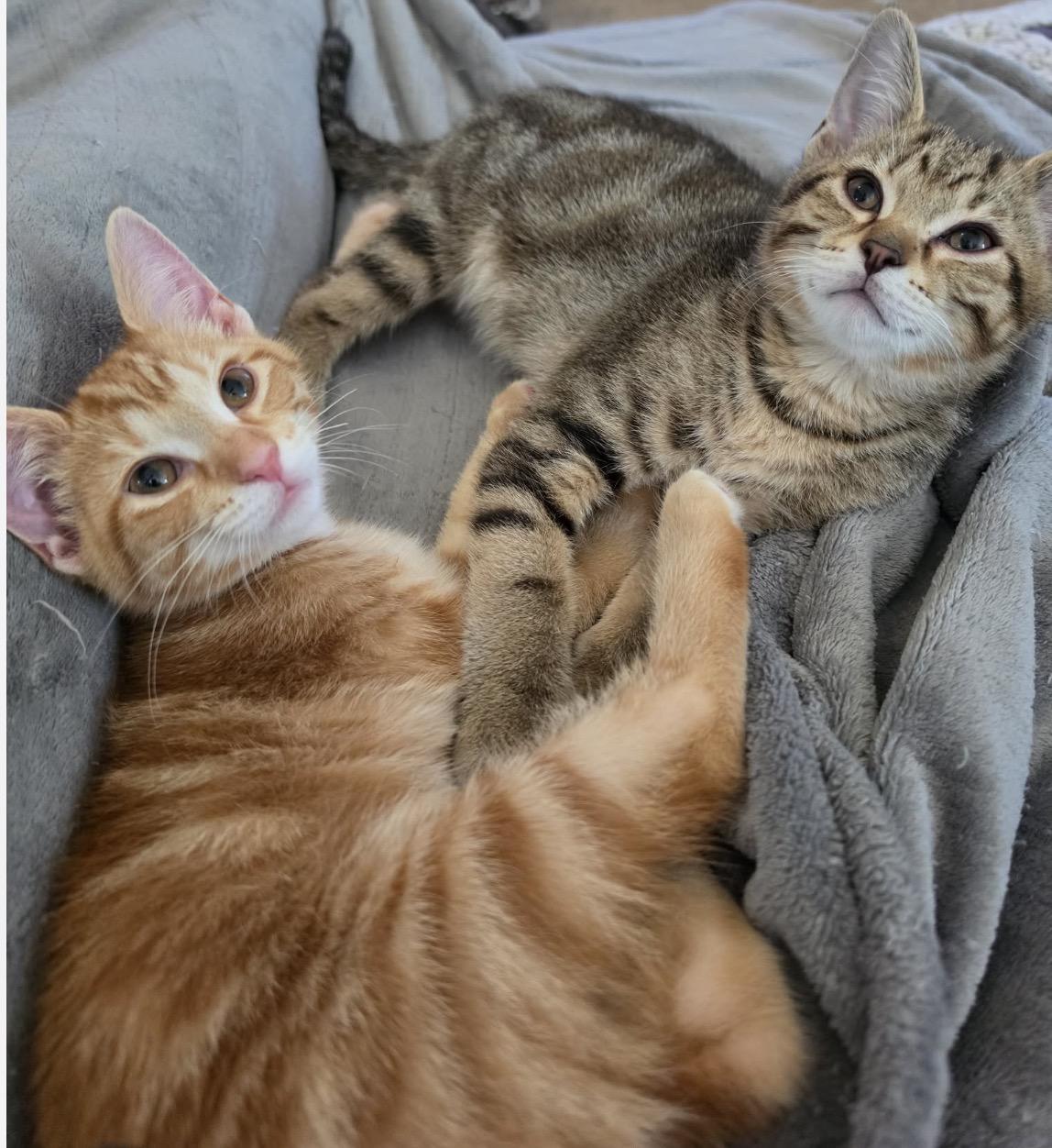 Cable, an adopted Domestic Short Hair in Maineville, OH image 6/6