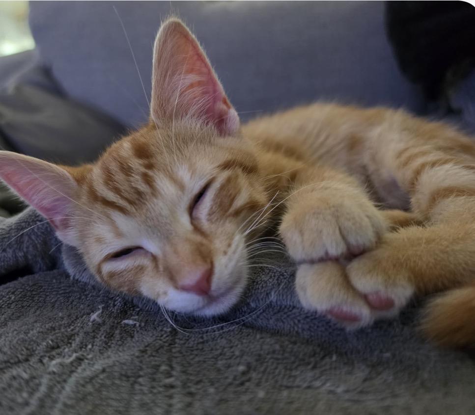 Cable, an adopted Domestic Short Hair in Maineville, OH image 1/6