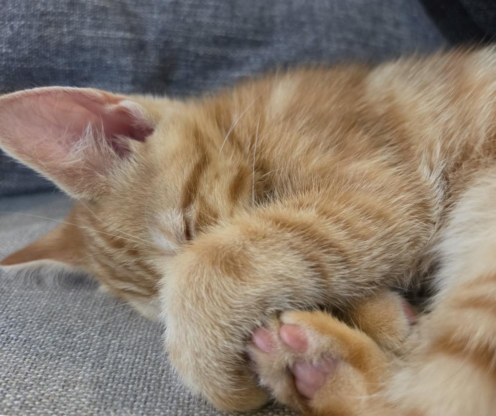 Cable, an adopted Domestic Short Hair in Maineville, OH image 5/6